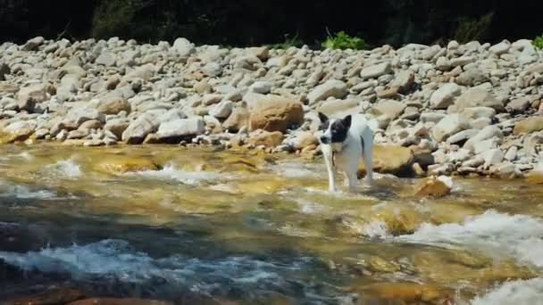 Seekor anjing tak berdaya berdiri di dalam air, takut menyeberangi sungai — Stok Video