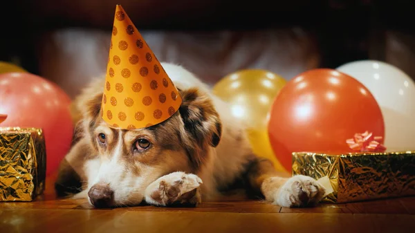 Retrato de um cão bonito - aniversariante com presentes — Fotografia de Stock