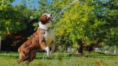 Bahçede bir bahçe hortumu ile oynayan etkin köpek