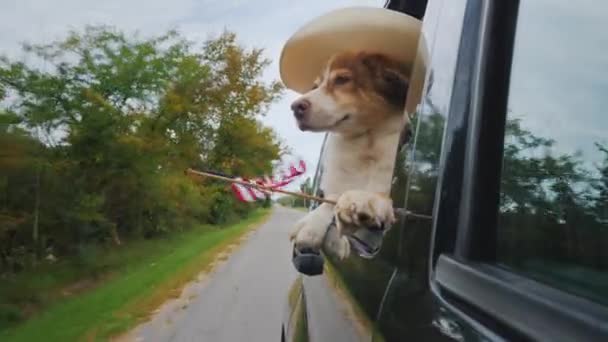 Pes kovboj v klobouku a s americkou vlajkou jezdí v autě — Stock video