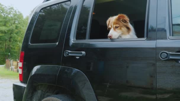 O cão está esperando o dono no carro — Vídeo de Stock