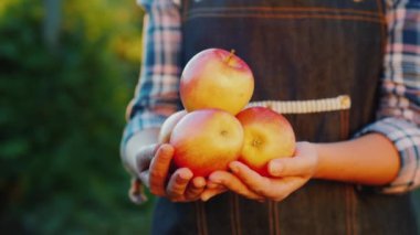 Olgun elma bahçesini. Birkaç Kırmızı elma ile çiftçiler el