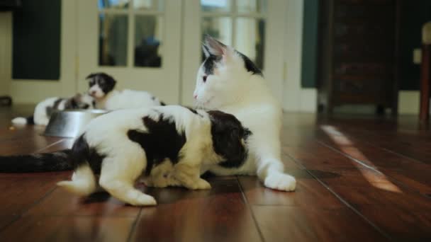 Un gato casero juega con un cachorrito, un grupo de cachorros comiendo de un tazón. Bonitas mascotas en casa — Vídeos de Stock