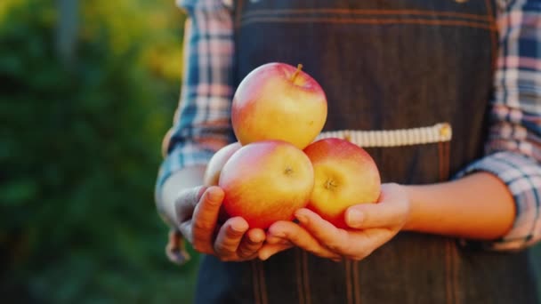 Maçãs maduras do seu jardim. Mãos de agricultores com várias maçãs vermelhas — Vídeo de Stock