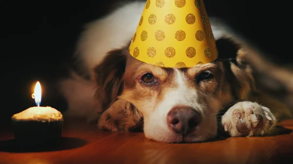 Retrato de um cão de aniversário em um gorro — Fotografia de Stock