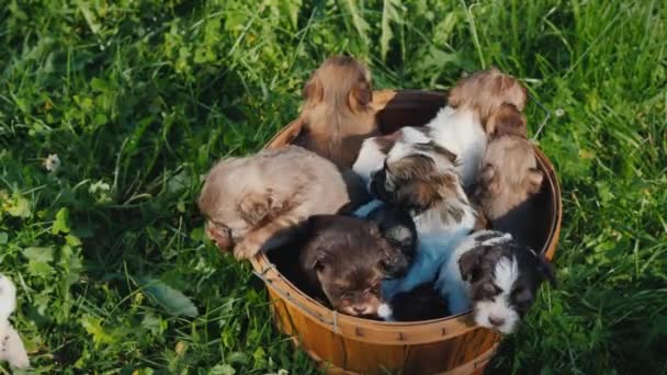Cesta de felicidade - cachorrinhos pequenos. Num exuberante relvado verde — Vídeo de Stock