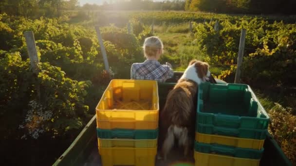 Ένας αγρότης με ένα μίνι τρακτέρ βόλτες μέσα από το πεδίο. Στο πίσω μέρος του πιστού σκύλου του. Έννοια της αγροτικής ζωής — Αρχείο Βίντεο