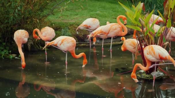 Flamants roses américains. Un troupeau de beaux oiseaux roses 