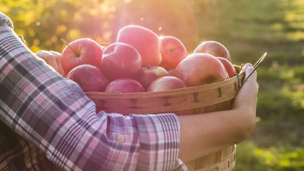 Side view of farmer hold basket with juicy red apples — Stock Photo, Image