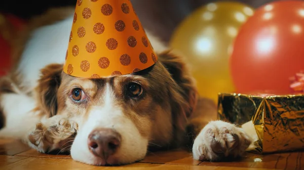 A kutya-ban egy ünnepi kap az ajándékokat közelében fekszik. Kisállat Holiday — Stock Fotó
