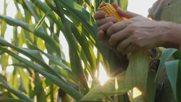 Utrzymać głowy kukurydzy w słońcu. Koncepcja rolnictwa ekologicznego — Wideo stockowe