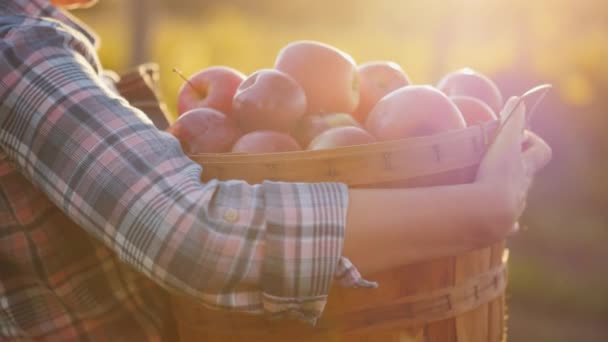 Ein Bauer hält einen Korb mit reifen roten Äpfeln. Konzept für kleinen Garten und Bioprodukte — Stockvideo