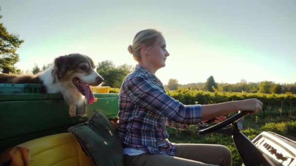 Een vrouwelijke boer op een kleine tractor rijdt langs haar boerderij, naast haar haar hond. Zijaanzicht — Stockvideo