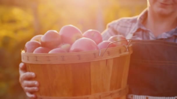 Фермер несет корзину яблок, фруктов из своего сада — стоковое видео