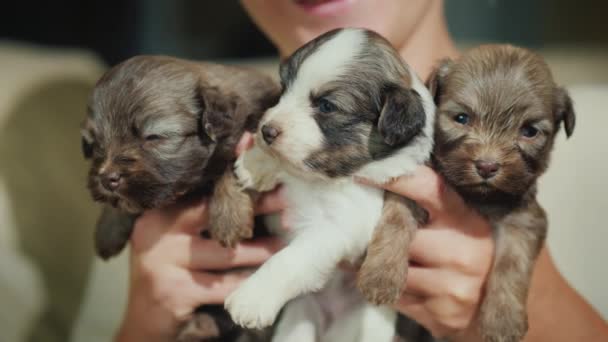 Mujer sosteniendo tres cachorros pequeños — Vídeo de stock