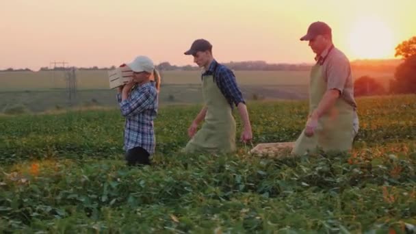 Een paar boeren met hun zoon dragen dozen van de oogst op het veld. — Stockvideo