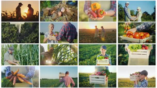 Kolaż wideo działalności rolniczej — Wideo stockowe