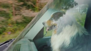 Ön camdan görüntüle-köpek yolcu koltuğunun önünde koltuk sürmek. Evcil hayvan seyahat konsepti