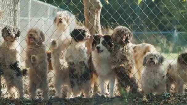 Muchos perros de diferentes razas miran a través de la red en un refugio o vivero — Vídeo de stock