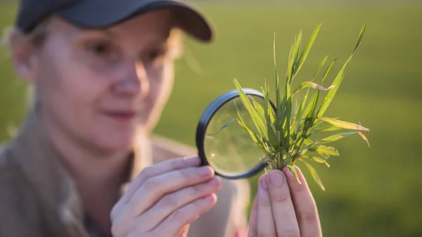 Portrait d'une agronome étudiant les pousses de blé à travers une loupe — Photo