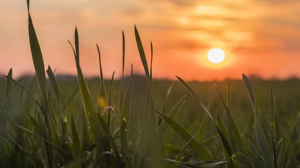 O trigo atira contra o sol poente e um belo céu com uma sombra rosa — Fotografia de Stock