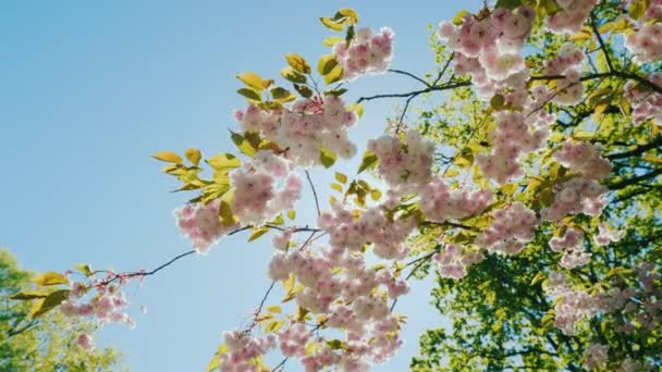 Branches of beautiful cherry blossoms — Stock Video