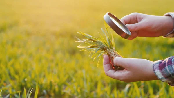 Las manos de un granjero que estudia el trigo brotan a través de una lupa en el campo — Foto de Stock