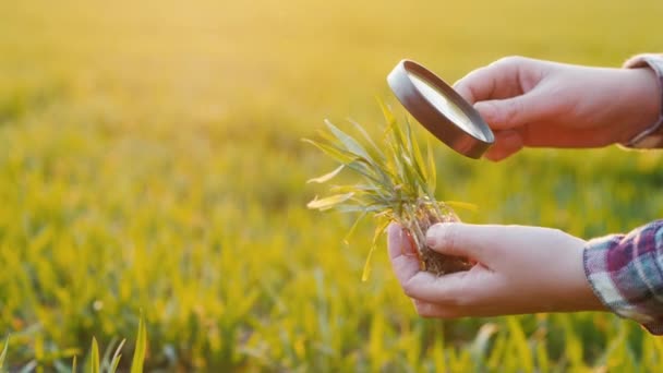 Las manos de un granjero que estudia el trigo brotan a través de una lupa en el campo — Vídeos de Stock