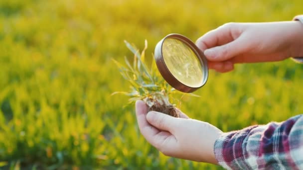 Study wheat germ through a magnifying glass. Research in agribusiness — Stockvideo
