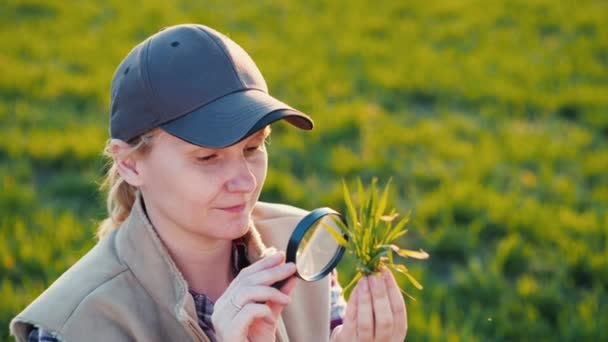 Bir büyüteç aracılığıyla buğday çekimleri okuyan genç bir kadın agronomist portre — Stok video