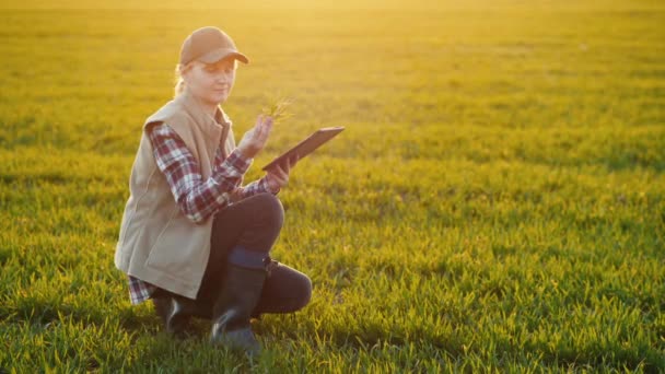 Un agricultor con una tableta está estudiando el germen de trigo. Investigación en el sector agrícola — Vídeos de Stock