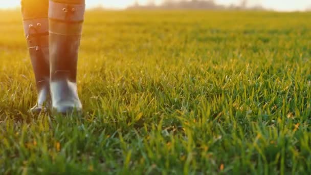 Nohy farmáře v gumových botách se krájí podél zeleného pole pšenice. — Stock video