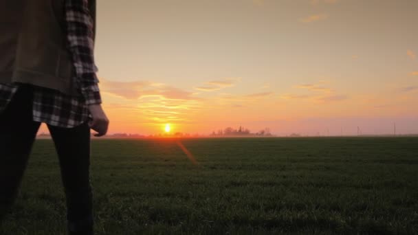 Mujer agricultora caminando hacia un sol poniente a través de un campo de trigo, vista trasera — Vídeos de Stock