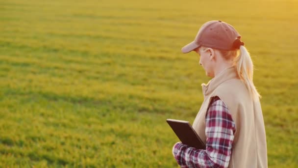 Rear view of A young woman farmer walks along a wheat field carrying a tablet — Stock Video