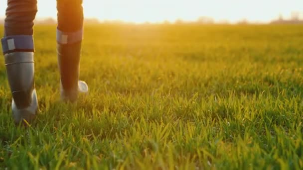 Rear view of farmer in rubber boots walks across a green field, only legs are visible in the frame — Stock Video