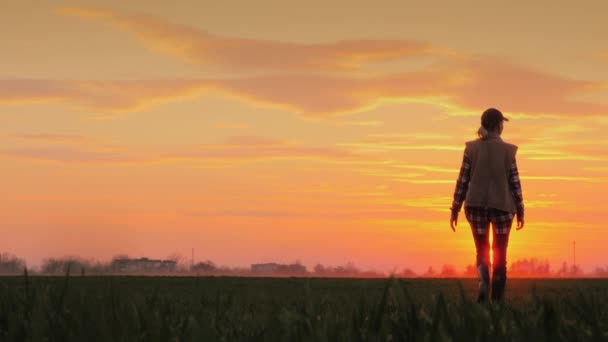 Un agricultor confiado camina a través del campo hacia el sol naciente contra el telón de fondo de las pintorescas nubes . — Vídeo de stock