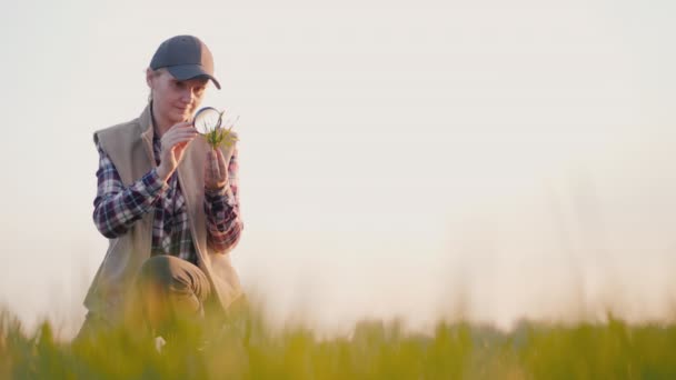 Un agricultor estudia los brotes de trigo en el campo . — Vídeos de Stock