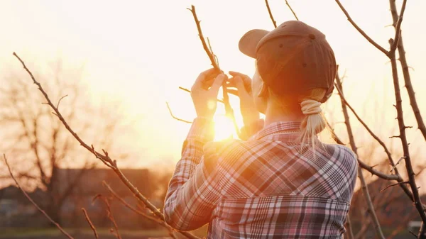 De achtermening van jonge vrouw tuinman onderzoekt boomtakken in de tuin. — Stockfoto