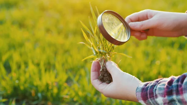 Study wheat germ through a magnifying glass. Research in agribusiness — Stock fotografie