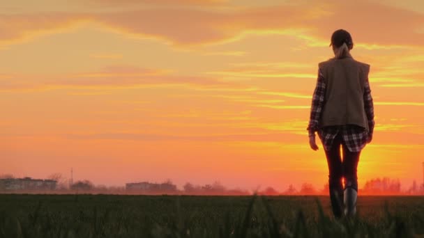 Νεαρός αγρότης ενάντια στον ροζ ουρανό και ο ήλιος που δύει προχωράει πέρα από το χωράφι. Επιτυχία στην έννοια των γεωργικών επιχειρήσεων — Αρχείο Βίντεο