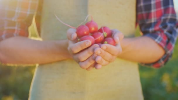 Ruce farmáře s zralým ředkvičem. — Stock video