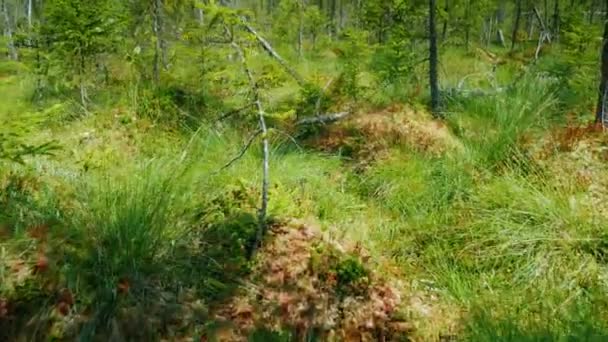 Uitzicht vanaf de eerste persoon om te wandelen langs het moeras onder het sappige groene gras, moeras en mos — Stockvideo