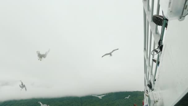 Möwen fliegen nahe der Seite eines Kreuzfahrtschiffes, wo sie von Touristen gefüttert werden — Stockvideo
