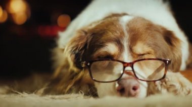 Gözlüklü yaşlı köpek evdeki halının üzerinde uyukluyor