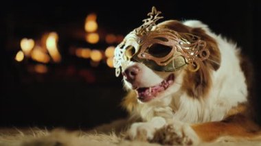 Karnaval maskeli bir köpek şöminenin yanında sıcak yatıyor.