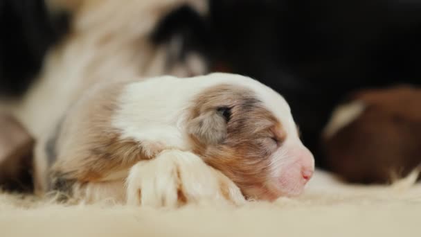 Precioso cachorro indefenso está durmiendo cerca del perro de las ovejas — Vídeos de Stock