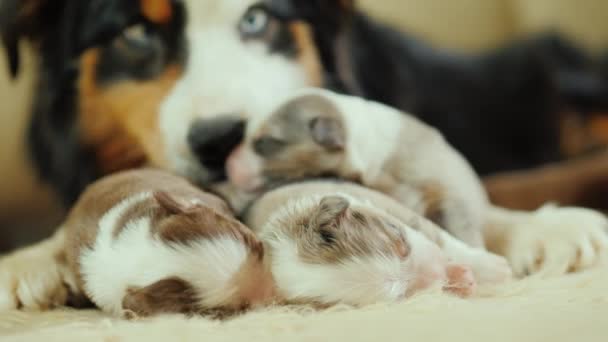 Φροντίδα μαμά σκύλος με κουτάβια — Αρχείο Βίντεο