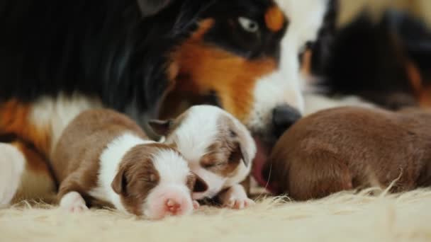 Portrait of a caring dog, gently licks his newborn puppies — Stock Video