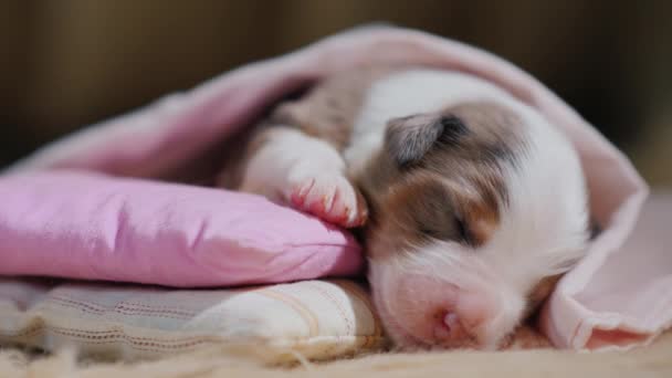 Μωρό κουτάβι κοιμάται γλυκά στο κρεβάτι του — Αρχείο Βίντεο