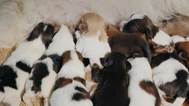 Mère heureuse de nombreux enfants nourrit chiots couvain — Video